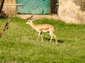 White-tailed deer eating grass in the field. Royalty Free Stock Photo