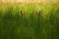 Horns in the grass Royalty Free Stock Photo