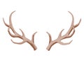 Horns. Hunting trophy. Vector horned wild animal. Pairs of antlers. Vector illustration of hunted animal, wildlife