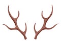 Horns. Hunting trophy. Vector horned wild animal. Pairs of antlers. Vector illustration of hunted animal, wildlife