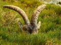 Horns of a mountain goat