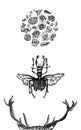 Horns of stag, stag beetle and circle of blooming flora, hand drawn in black and white - VECTOR