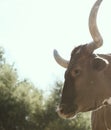 Texas longhorn cow looking judgmental closeup on farm