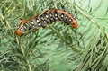 Hornworm caterpillar on spurge Royalty Free Stock Photo