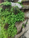 Hornwort grows in crevices of bricks