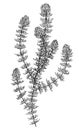 Hornwort illustration, drawing, engraving, ink, line art, vector