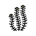 hornwort marine seaweed color icon vector illustration