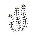 hornwort marine seaweed color icon vector illustration