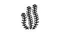 hornwort marine seaweed line icon animation