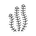 hornwort marine seaweed line icon vector illustration