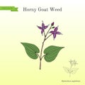 Goat Weed Epimedium sagittatum , medicinal plant Royalty Free Stock Photo