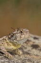 Toad Royalty Free Stock Photo