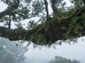 Horozontal branche covered by moss and fern of bizarre shape crooked stinkwood tree. Fanal laurel forest in dense fog