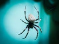 Spider Royalty Free Stock Photo