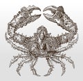 Horrid elbow crab or rubble crab, daldorfia horrida in top view Royalty Free Stock Photo