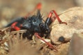 Horrid king assassin bug Royalty Free Stock Photo