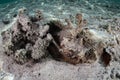 Horrid Stonefish on Rubble Seafloor in Indonesia Royalty Free Stock Photo