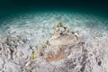 Horrid Stonefish on Sandy Seafloor in Indonesia Royalty Free Stock Photo