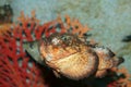 Horrid stonefish (synanceia horrida) Royalty Free Stock Photo