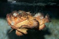 Horrid stonefish (synanceia horrida) Royalty Free Stock Photo