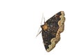 Horrid Zale Moth - Zale horrida Royalty Free Stock Photo