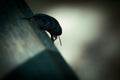 Horror background in thriller style, silhouette of a beetle in a strange scary mystical paranormal dangerous light, fear