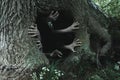 A horror concept of spooky ghostly hands coming out of the base of a tree