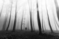 Horror dark man in silhouette in foggy forest Royalty Free Stock Photo
