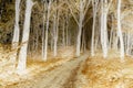 Horror foggy forest in negative Royalty Free Stock Photo