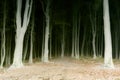 Horror foggy forest in negative Royalty Free Stock Photo