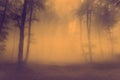 Horror foggy forest scene