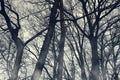 Horror foggy trees silhouettes wallpaper. Halloween mystery woodland with mysterious fog. Spooky scenery with misty shadow. Moody Royalty Free Stock Photo