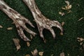 Horror and Halloween theme: Terrible zombie hands dirty with black nails lie on the green grass, the walking dead apocalypse, top