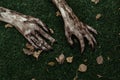 Horror and Halloween theme: Terrible zombie hands dirty with black nails lie on the green grass, the walking dead apocalypse, top