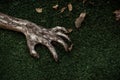 Horror and Halloween theme: Terrible zombie hands dirty with black nails lie on the green grass, the walking dead apocalypse, top