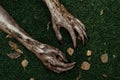 Horror and Halloween theme: Terrible zombie hands dirty with black nails lie on the green grass, the walking dead apocalypse, top