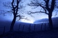 Horror landscape at night with creepy trees Royalty Free Stock Photo