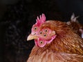 Horror nightmare chicken glancing at camera lens