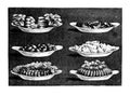 Hors d`oeuvres | Antique Culinary Illustrations