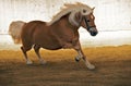 Horse 0014 Royalty Free Stock Photo