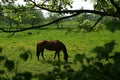 Horse Royalty Free Stock Photo