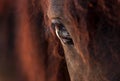 Horse Royalty Free Stock Photo