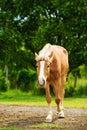 Horse Royalty Free Stock Photo