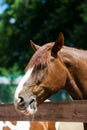 Horse Royalty Free Stock Photo