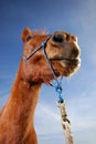 Horse Royalty Free Stock Photo
