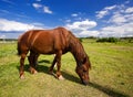 Horse Royalty Free Stock Photo