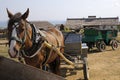 Horse. Royalty Free Stock Photo