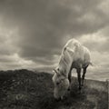 Horse. Royalty Free Stock Photo