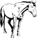 Outlined Realistic Cartoon Horse Silhouette Stands