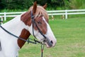 Horse Royalty Free Stock Photo